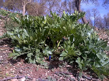 Kelussia odoratassima